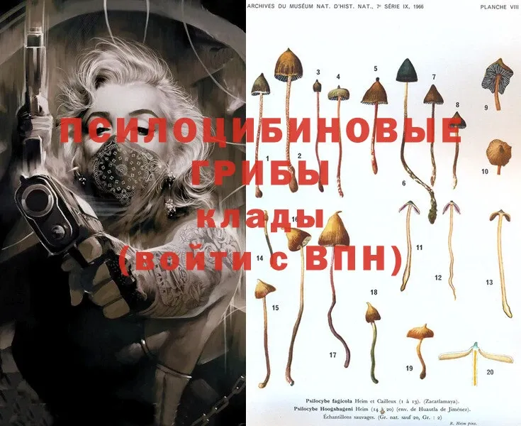 МЕГА ТОР  Козловка  Галлюциногенные грибы Psilocybine cubensis 